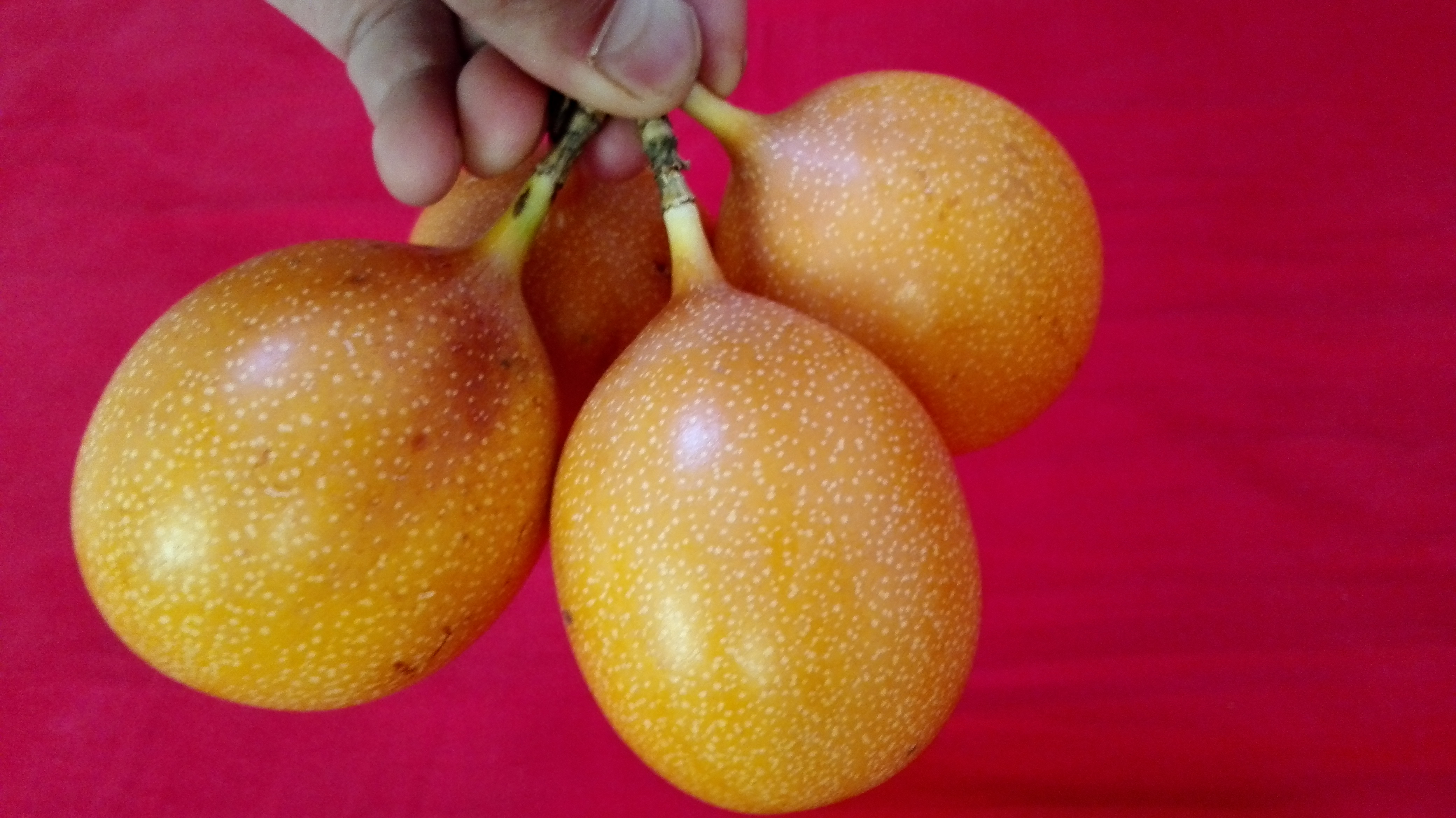 黄金百香果厂家基地批发特色珍品黄金百香果种子种苗种植