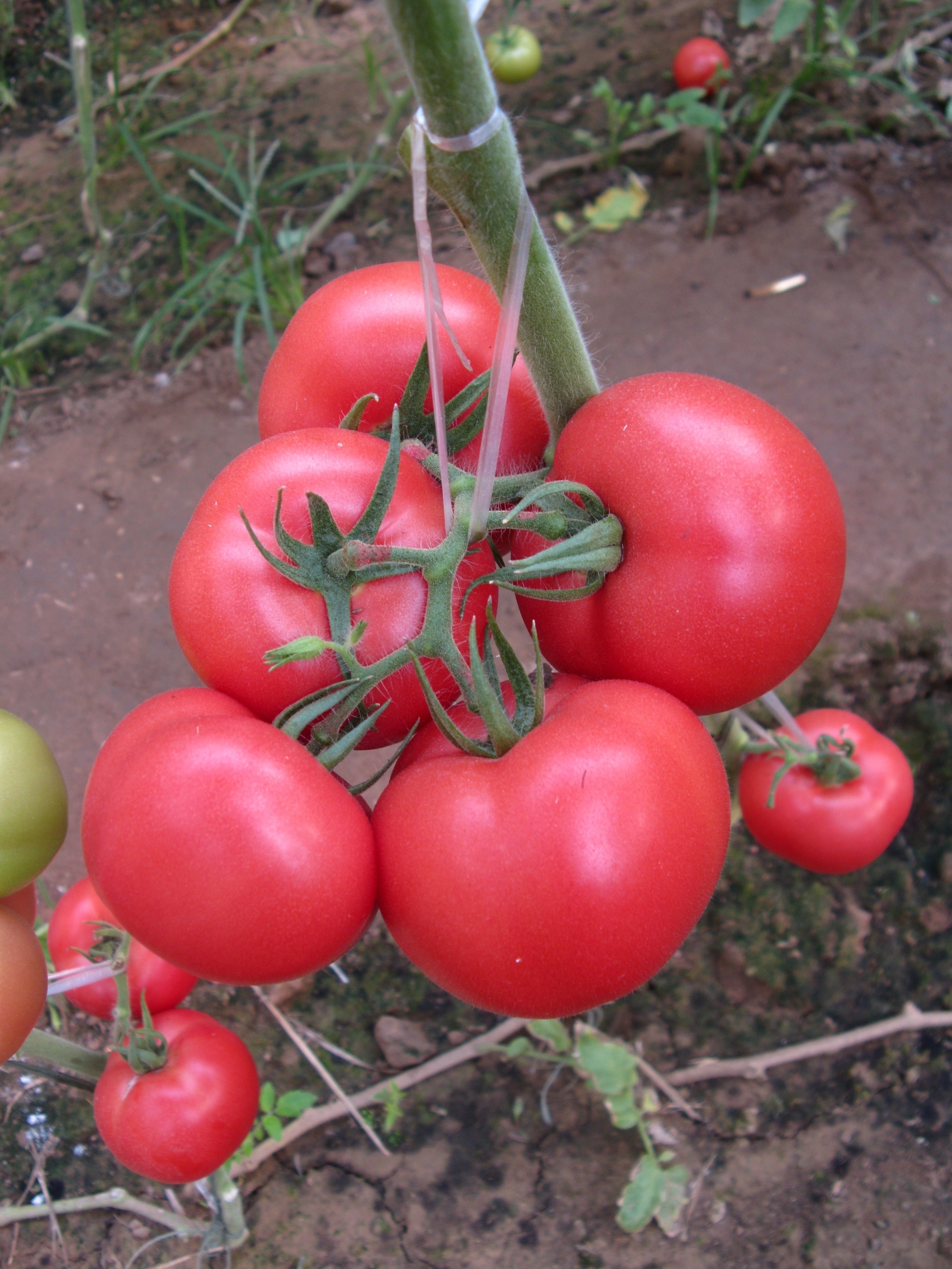 抗TY番茄种子 抗TY番茄种子 粉果番茄种子 抗TY番茄种子 粉果番茄种子