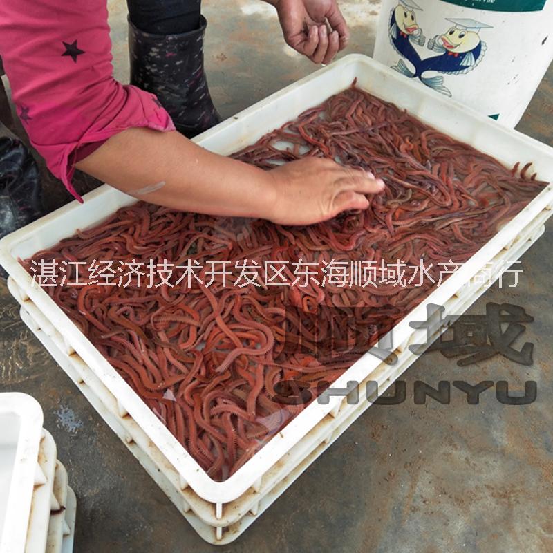 湛江顺域水产有限公司 批发活沙蚕 红青虫 虾母饲料