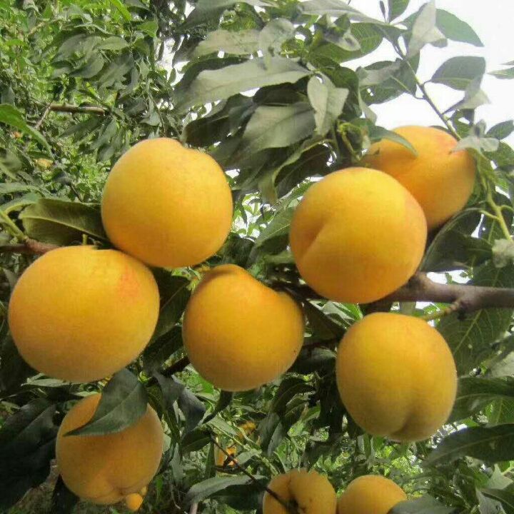 锦春黄桃，黄桃新品种，黄桃树苗，黄桃品种，优质黄桃