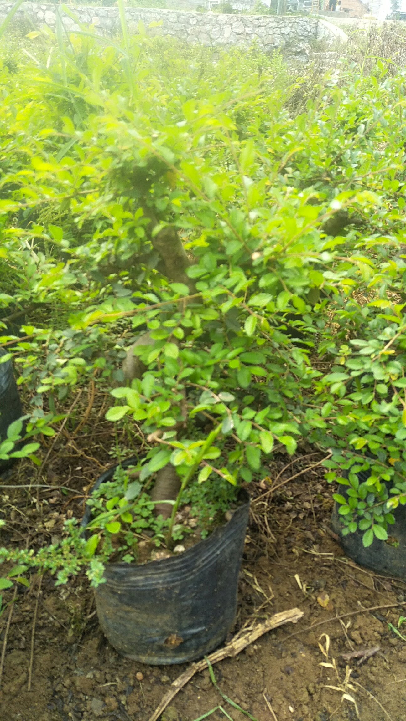 桂林市榆树厂家造型榆树 花卉盆栽基地直供小盆景提根造型植物榆树