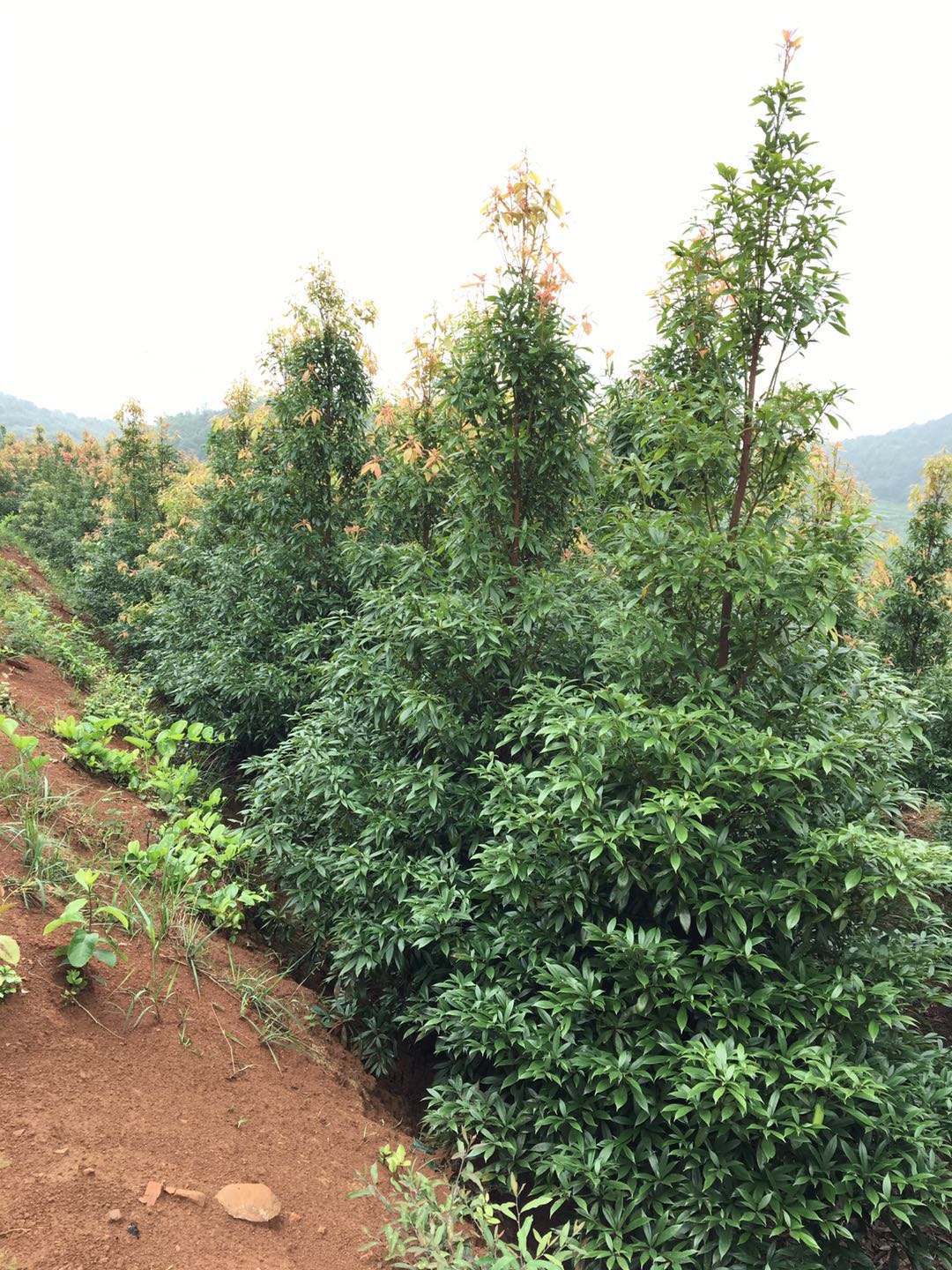 长沙市金丝楠厂家湖南金丝楠 楠木防寒性能 了解楠木的栽培技术