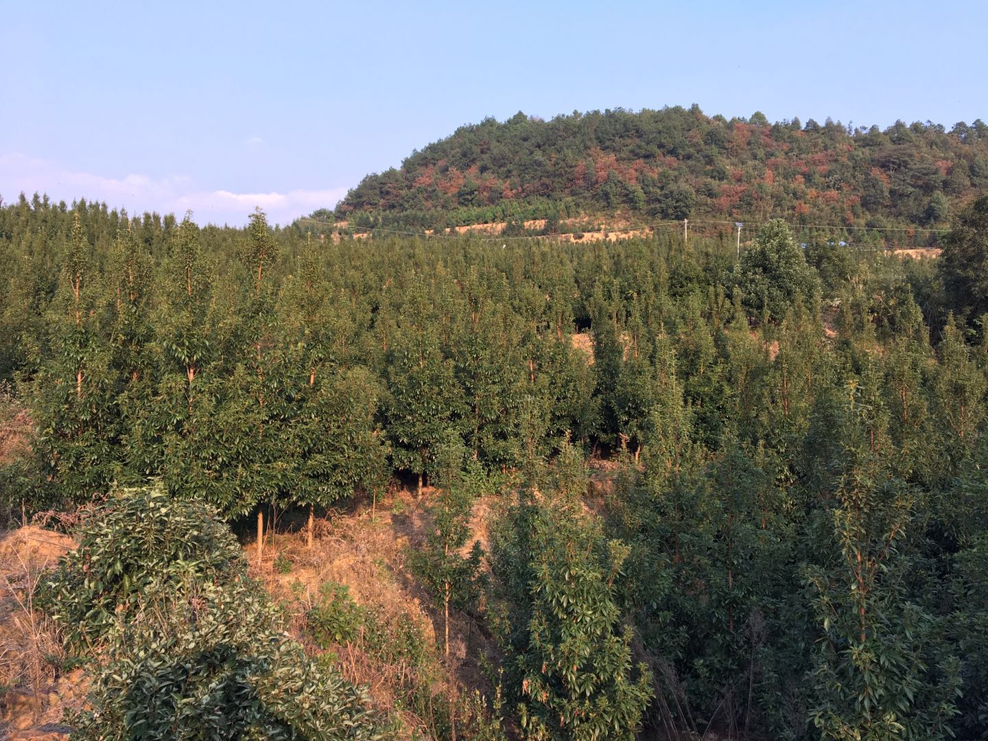 湖南金丝楠 楠木防寒性能 了解楠木的栽培技术
