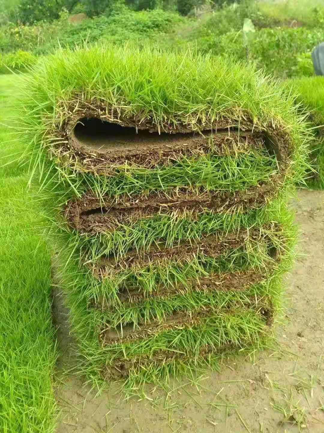 绿化工程草坪/马 尼拉草皮/马尼拉暖季型草坪耐踩耐寒耐旱图片