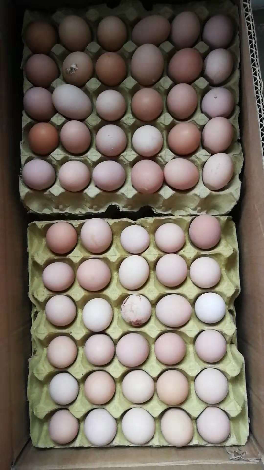 种蛋 皖南种蛋厂家 皖南种鸡蛋报价 皖南种鸡蛋 皖南土鸡蛋批发 皖南土鸡蛋供应商 皖南种蛋直销 皖南种蛋价格 种蛋供应商