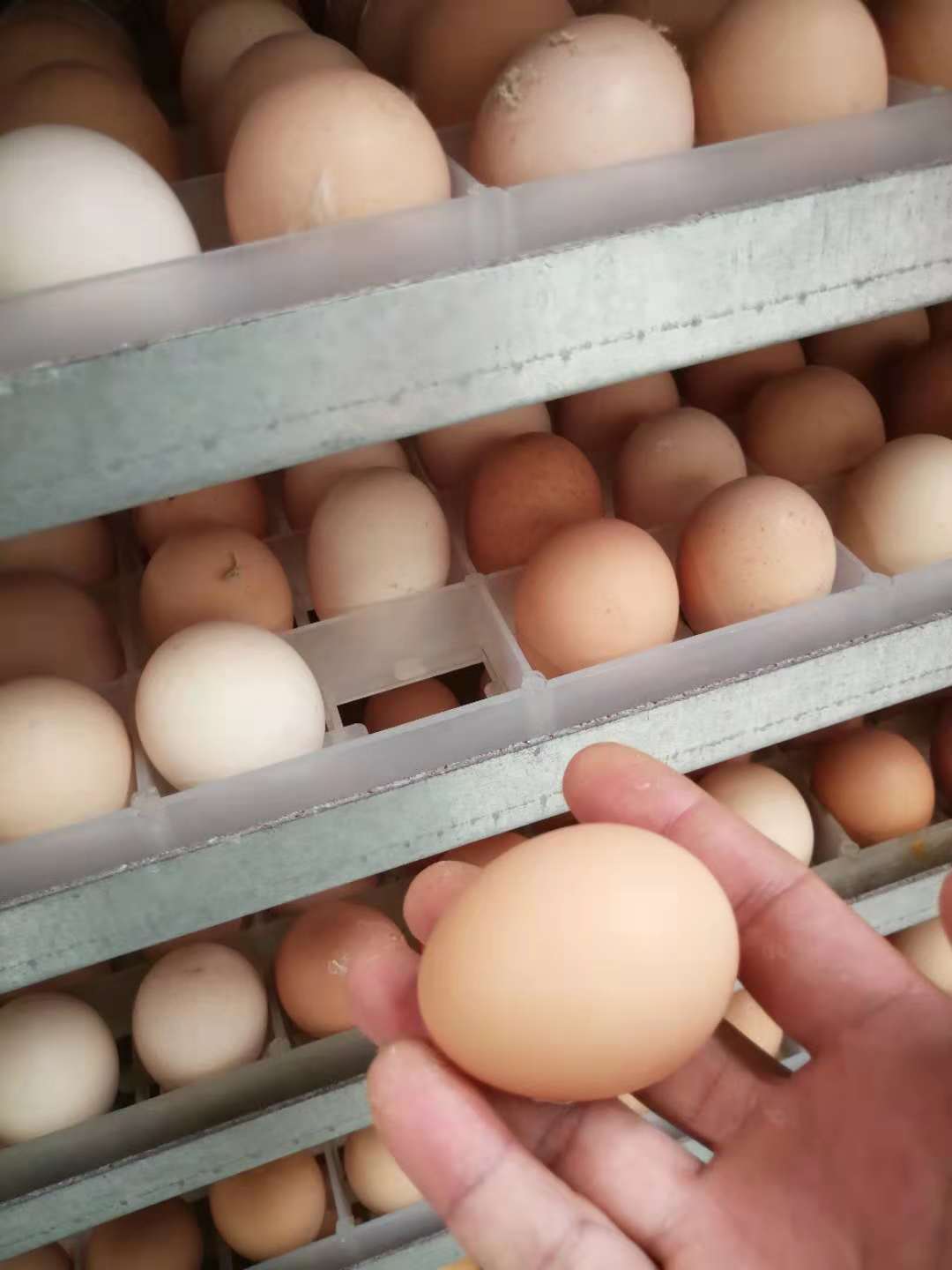种蛋 皖南种蛋厂家 皖南种鸡蛋报价 皖南种鸡蛋 皖南土鸡蛋批发 皖南土鸡蛋供应商 皖南种蛋直销 皖南种蛋价格 种蛋供应商