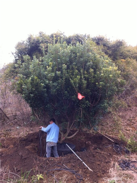 供应广西杨梅树/广西广西杨梅树基地/广西杨梅树价格/广西杨梅树基地