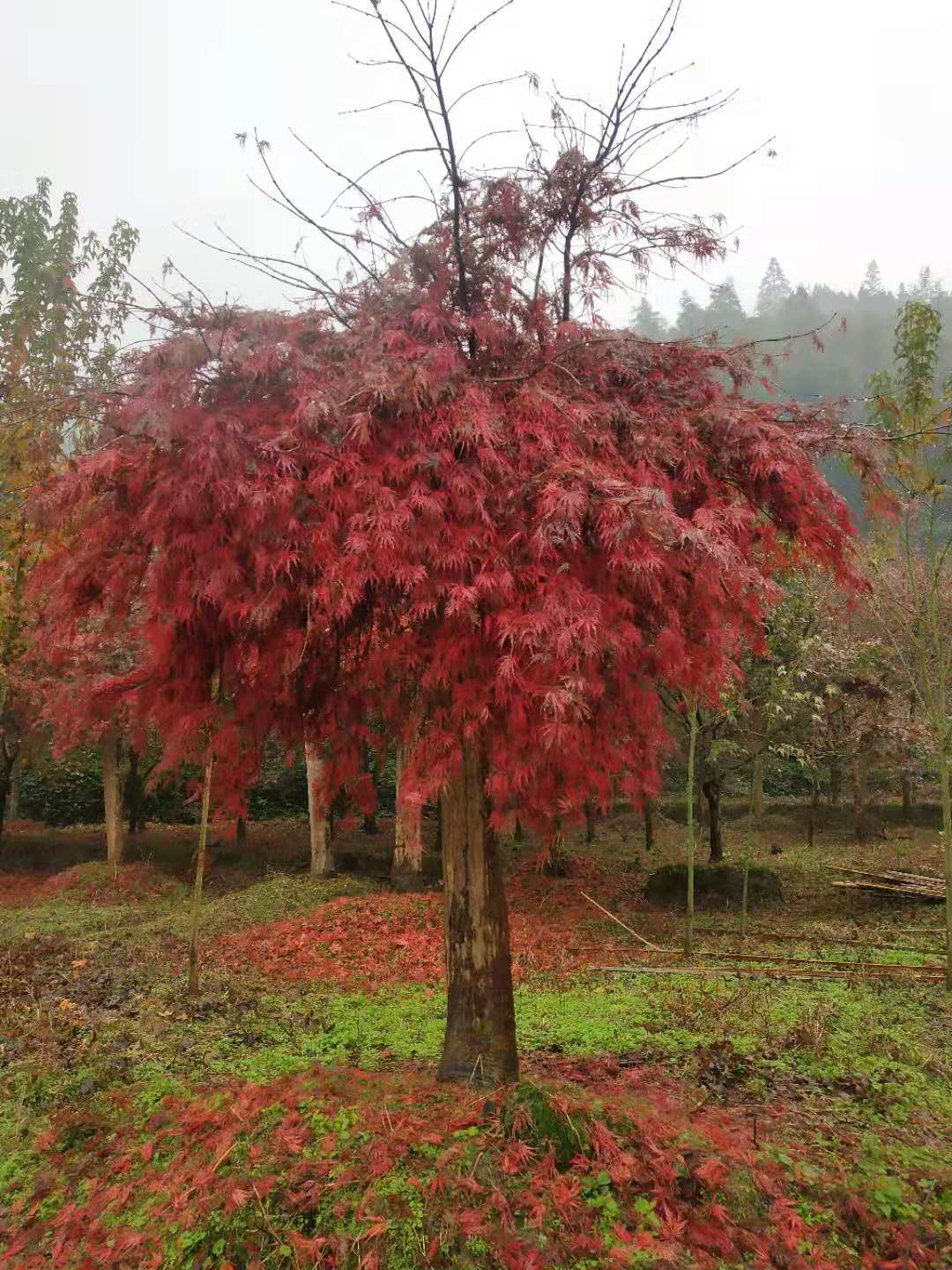 了解红枫树树苗种植方法