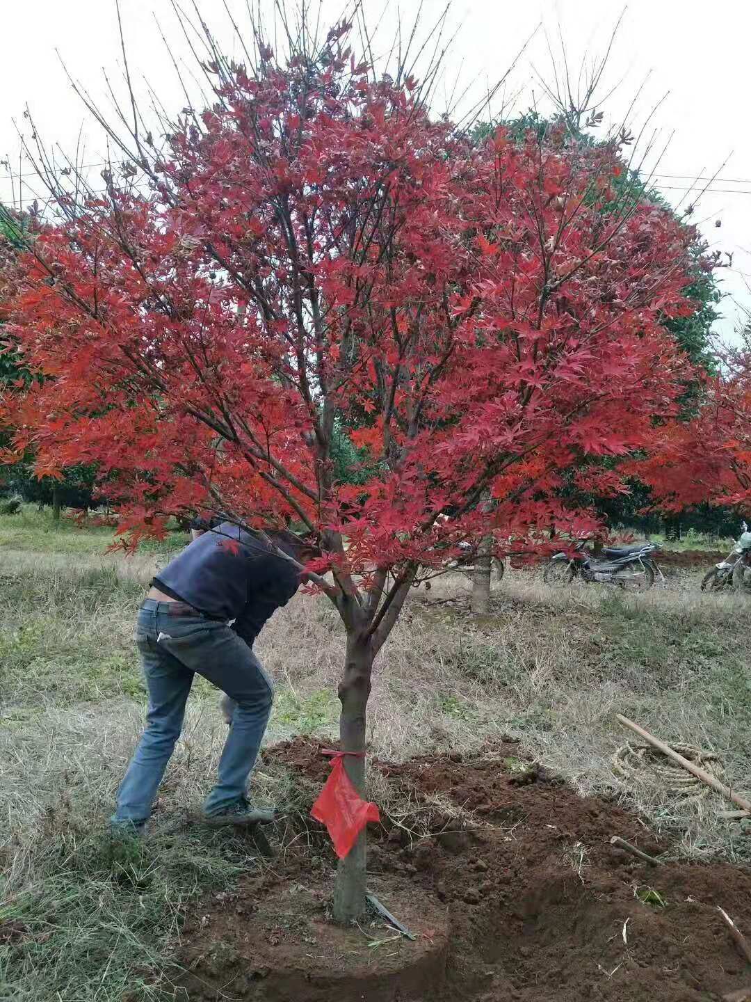 了解红枫树树苗种植方法图片