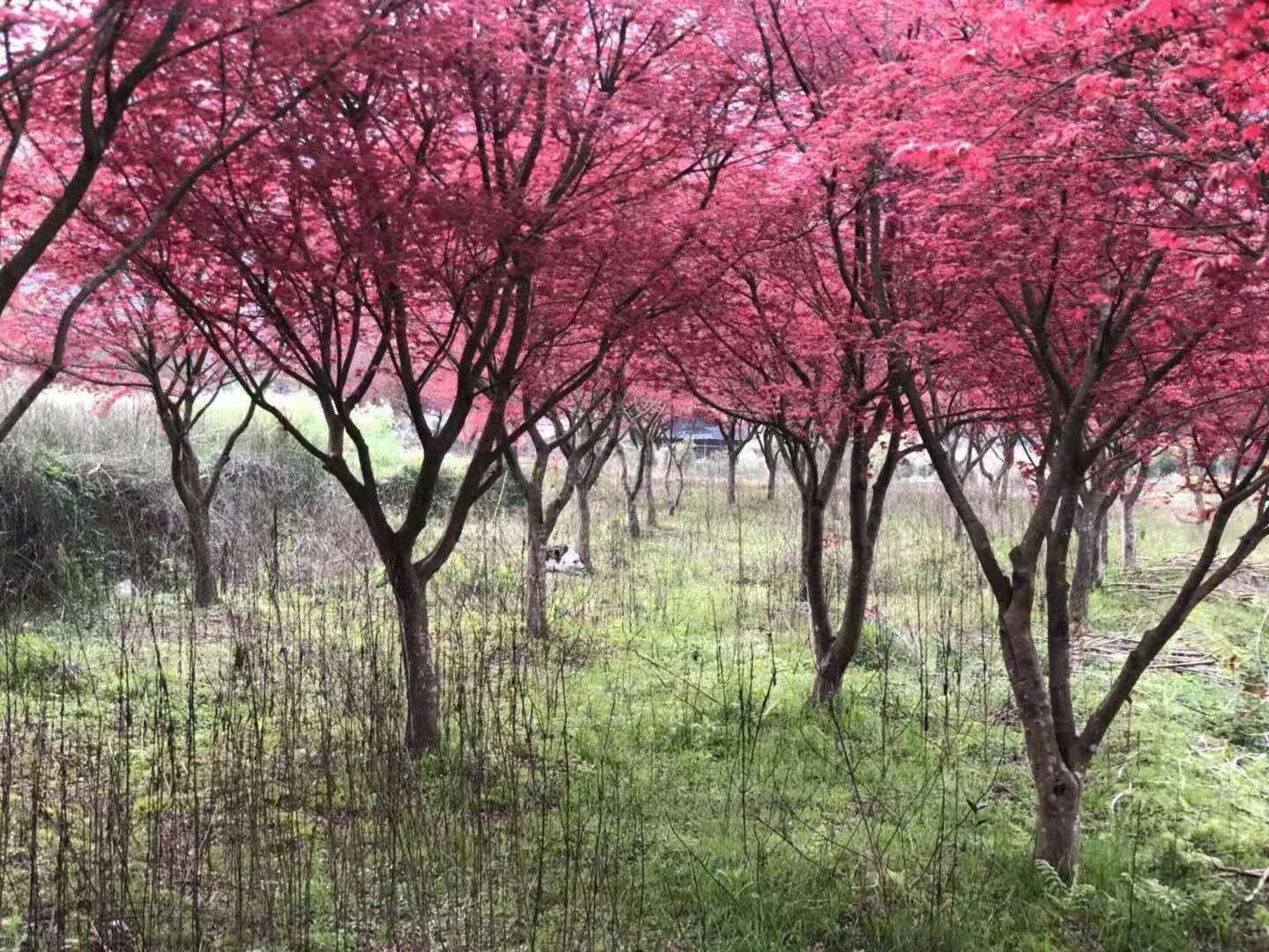了解红枫树树苗种植方法