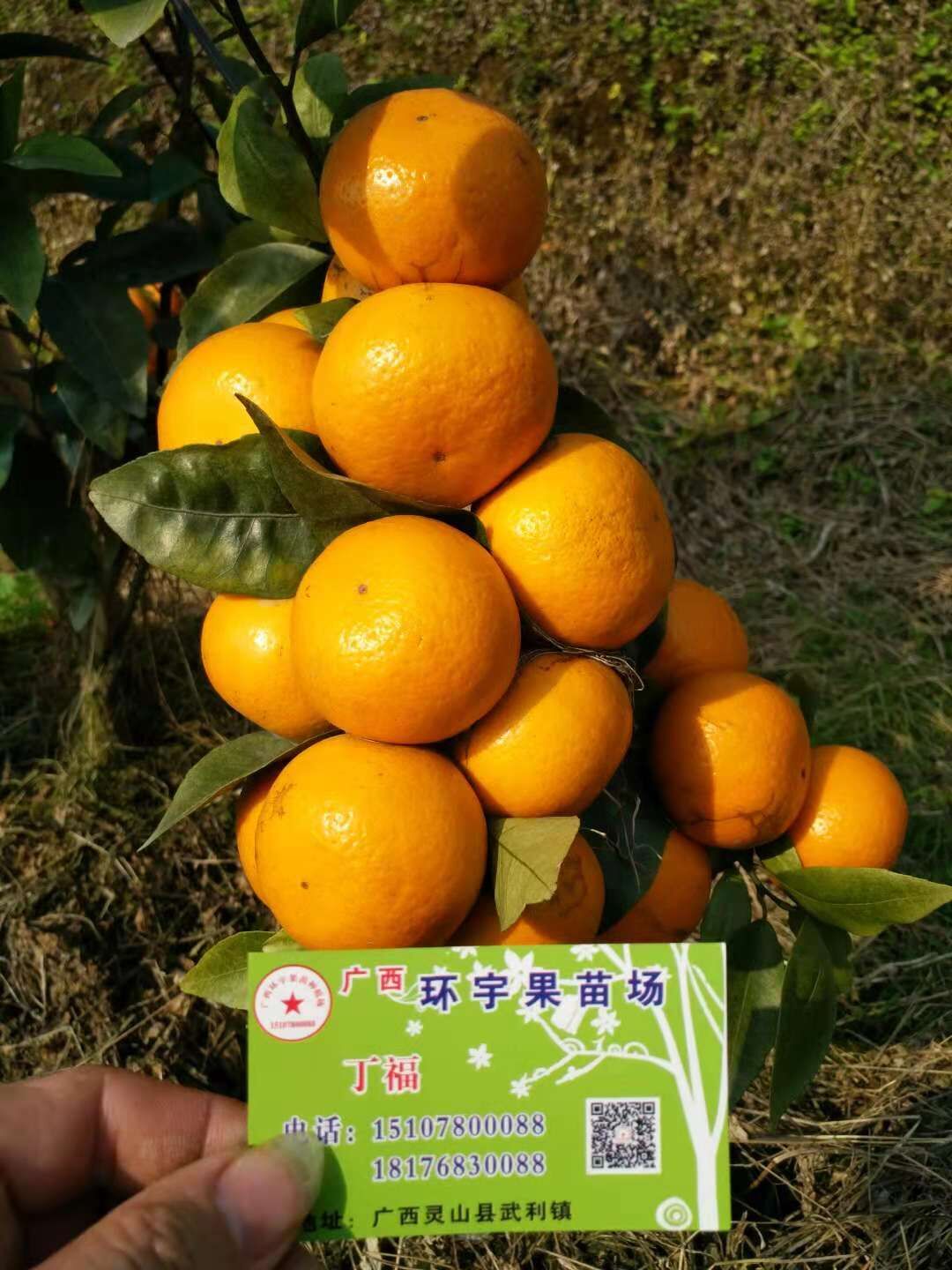 优质沃柑苗价格 贵州沃柑苗供应商 广西无核沃柑091种植基地 无核沃柑091批发商报价图片