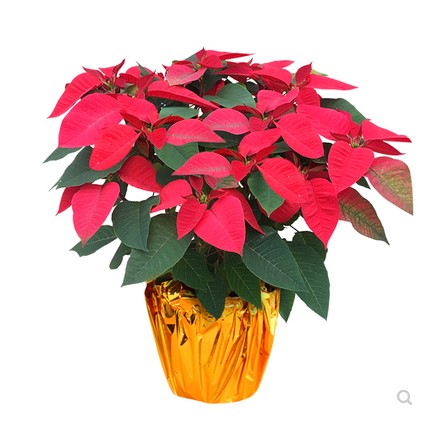 一品红盆栽圣诞花圣诞红绿植物年宵图片