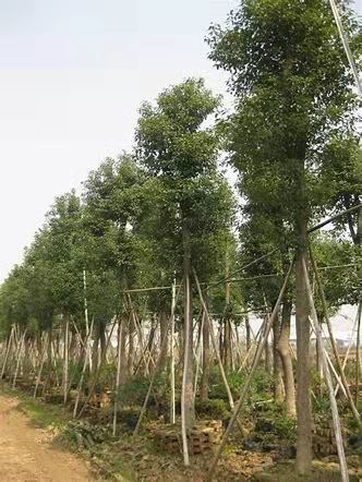 了解香樟树树苗种植方法