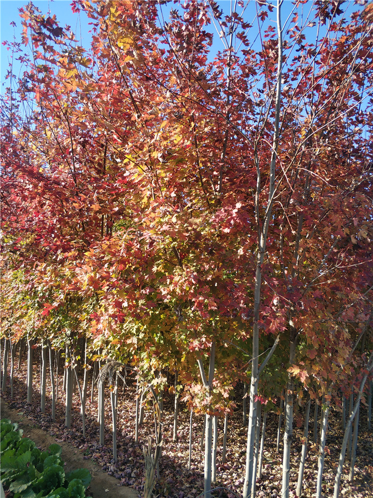 美国红枫基地 18公分美国红枫批发 生长快 成年高树