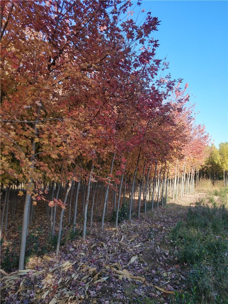 美国红枫基地 18公分美国红枫批发 生长快 成年高树