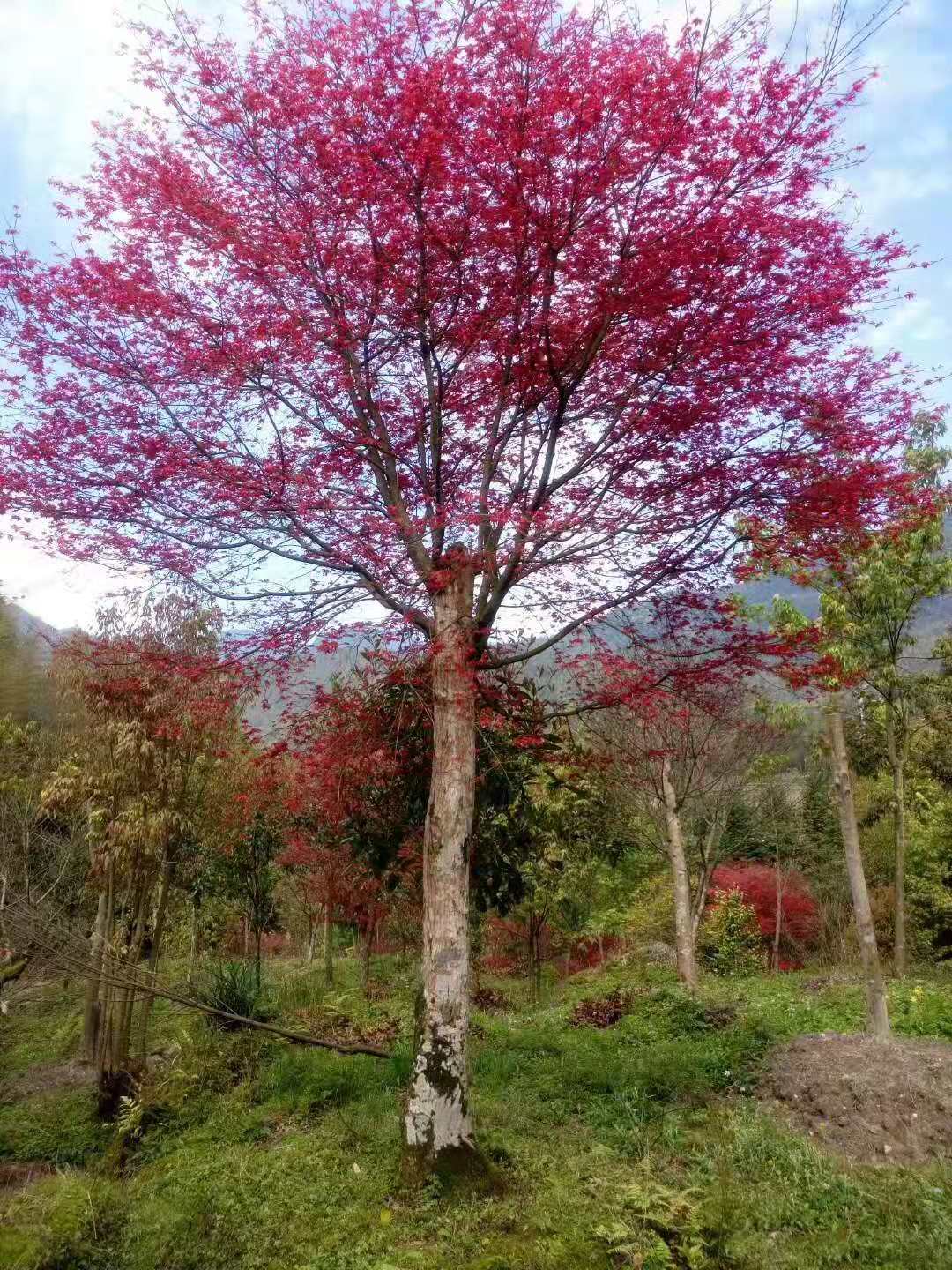 了解红枫树的种植方式