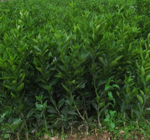 桂林阿尔及利亚夏橙苗供应商批发