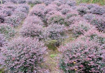 红花继木毛球 红花继木毛球报价 红花继木毛球直销 红花继木毛球哪家好 红花继木毛球批发 红花继木毛球供应商图片