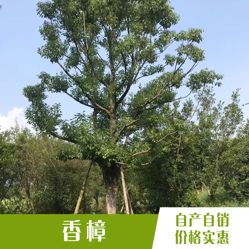 香樟 香樟种植基地 漳州香樟 优质香樟 香樟价格  香樟树苗木 香樟批发 厂家直销 品质保证