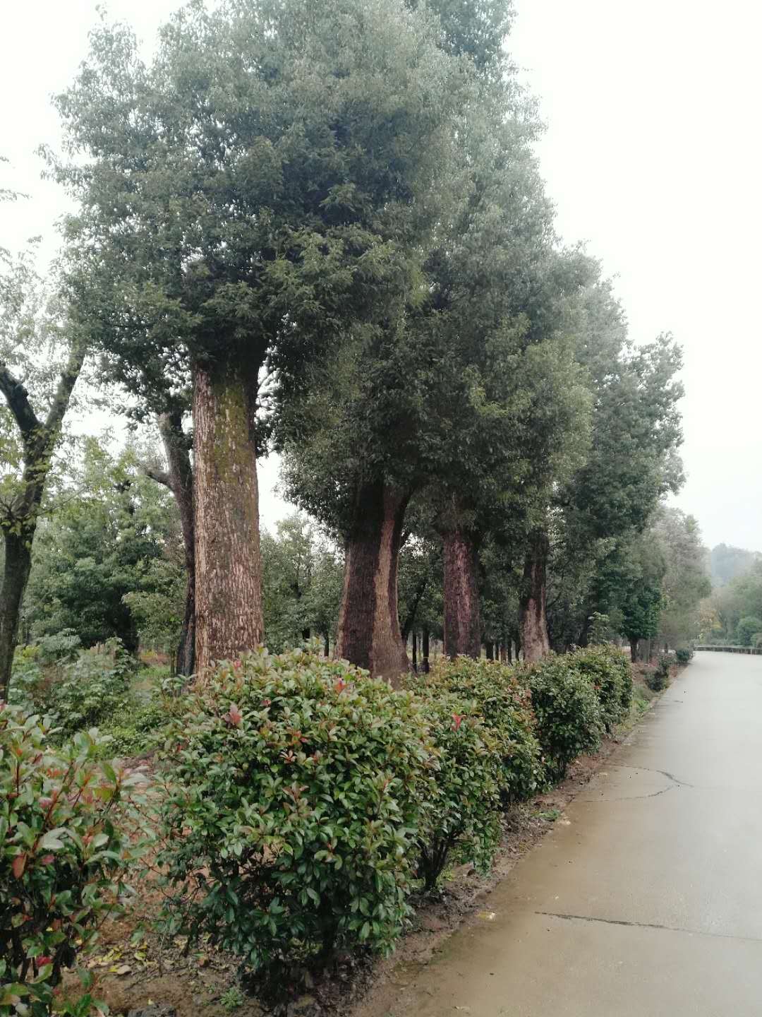 移栽香樟浙江移栽香樟哪家好卖浙江移栽香樟价格浙江移栽香樟厂家浙江移栽香樟供应商供应浙江移栽香樟浙江移栽香樟电话