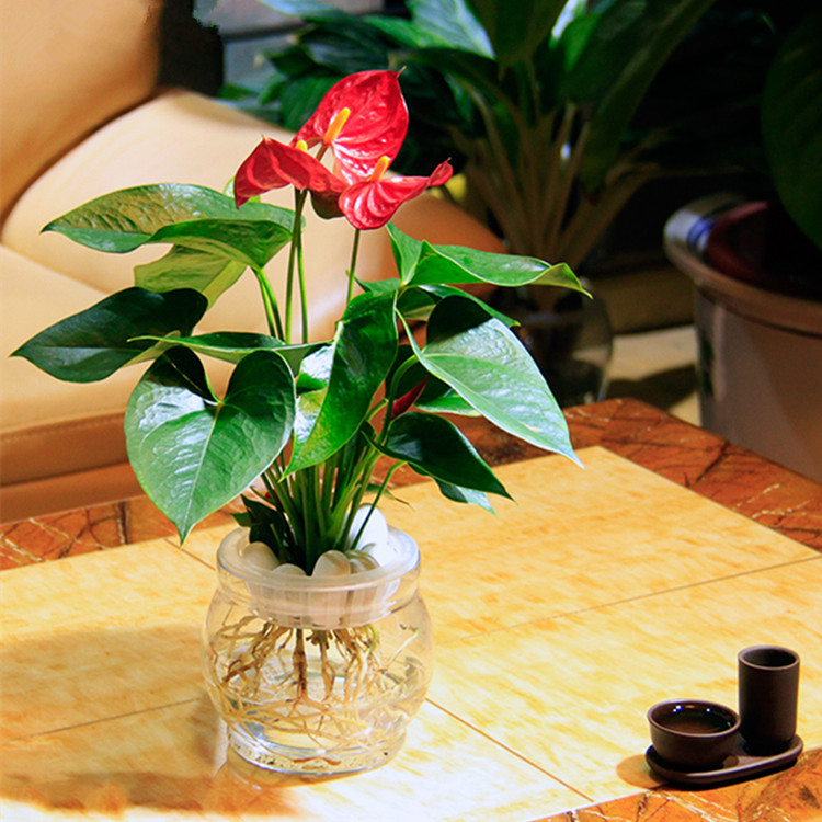 武汉绿植服务喜庆送礼花卉盆栽，武汉花木服务会议植物图片