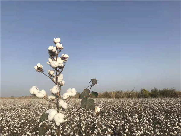 优质高产棉花种子|机采棉|棉花种子图片|新疆守信种业|棉花种子批发