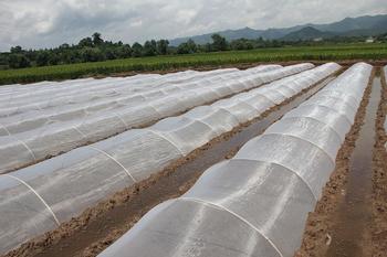 全新料生产保质保量抗氧化耐用蔬菜防虫网