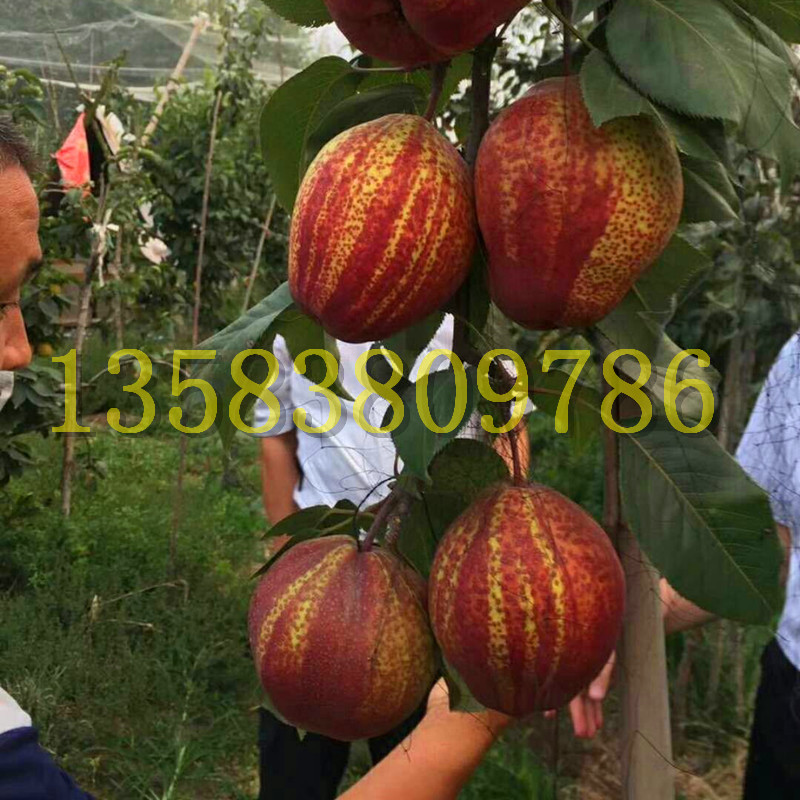 早酥红梨树苗多少钱一棵 1米以上早酥红梨苗什么价格 嫁接早酥红梨图片