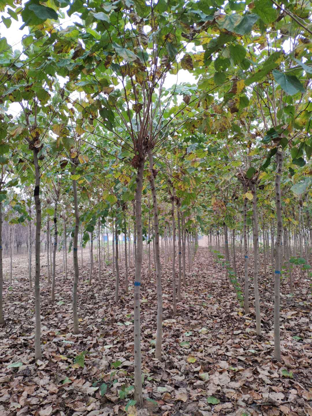 紫荊紫荊苗木批发基地