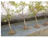 河阴石榴树苗种植基地图片