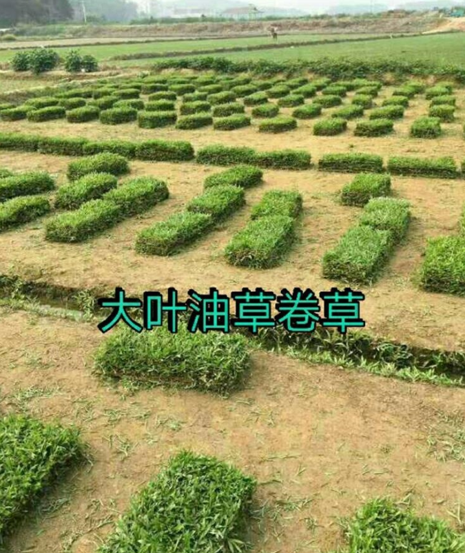 广东优质供应大叶油草坪厂家