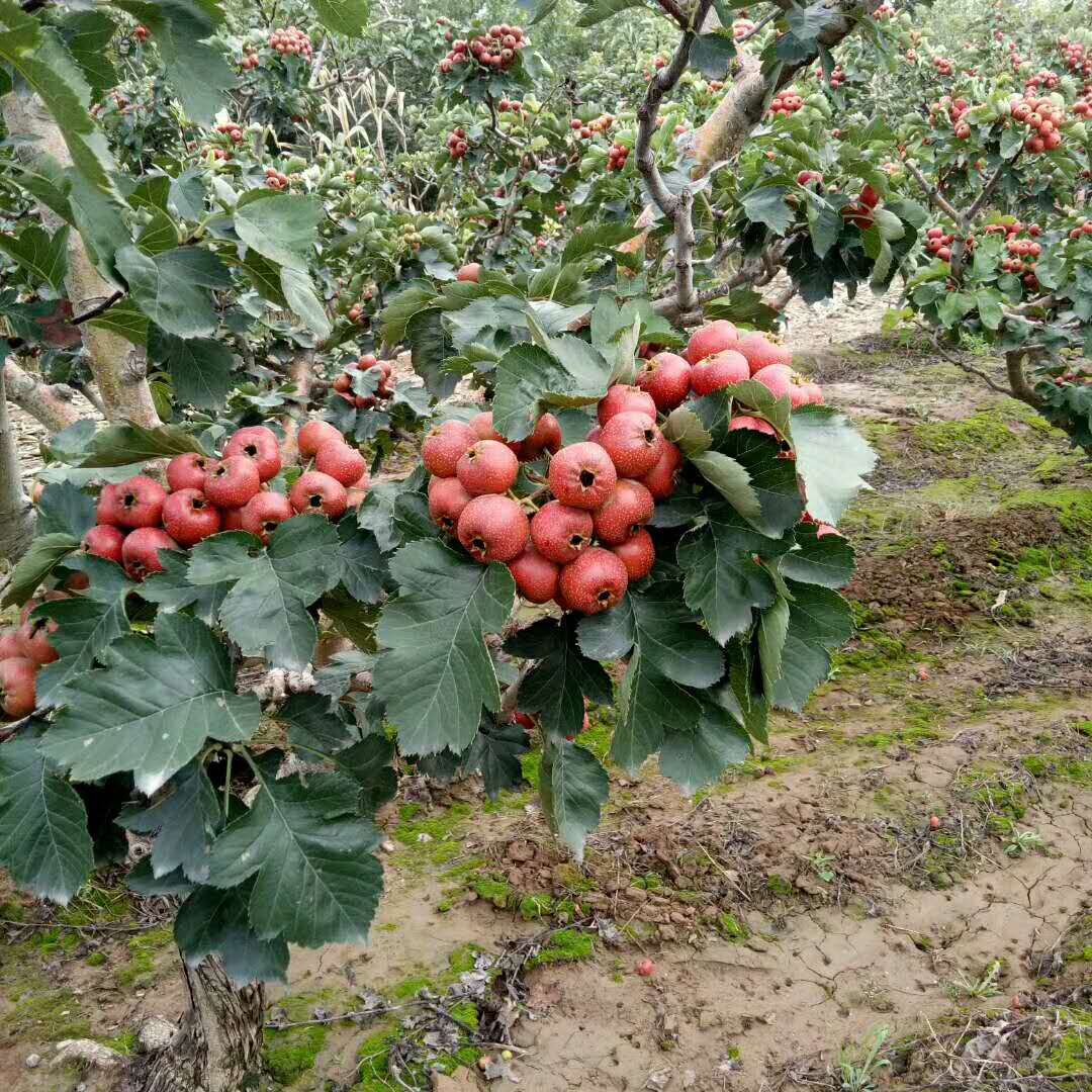 山楂苗，大山楂苗，山楂苗价格，冰糖葫芦果苗