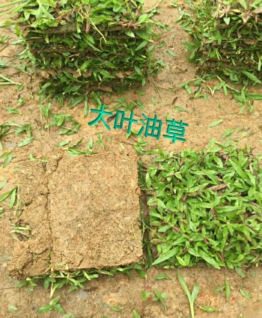 广东优质供应大叶油草坪厂家 优质大叶油草坪