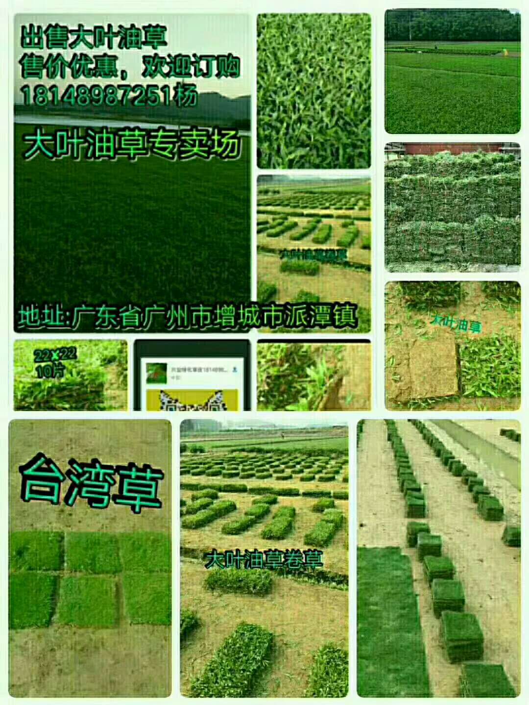 广州引兰三号批发 兴业绿化草皮基地
