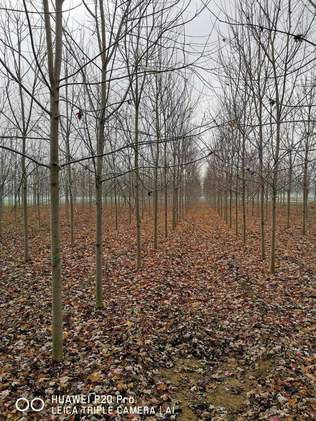 江苏市美国红枫种植基地哪家好图片