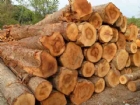 俄罗斯木材进口货运代理、报关代理批发