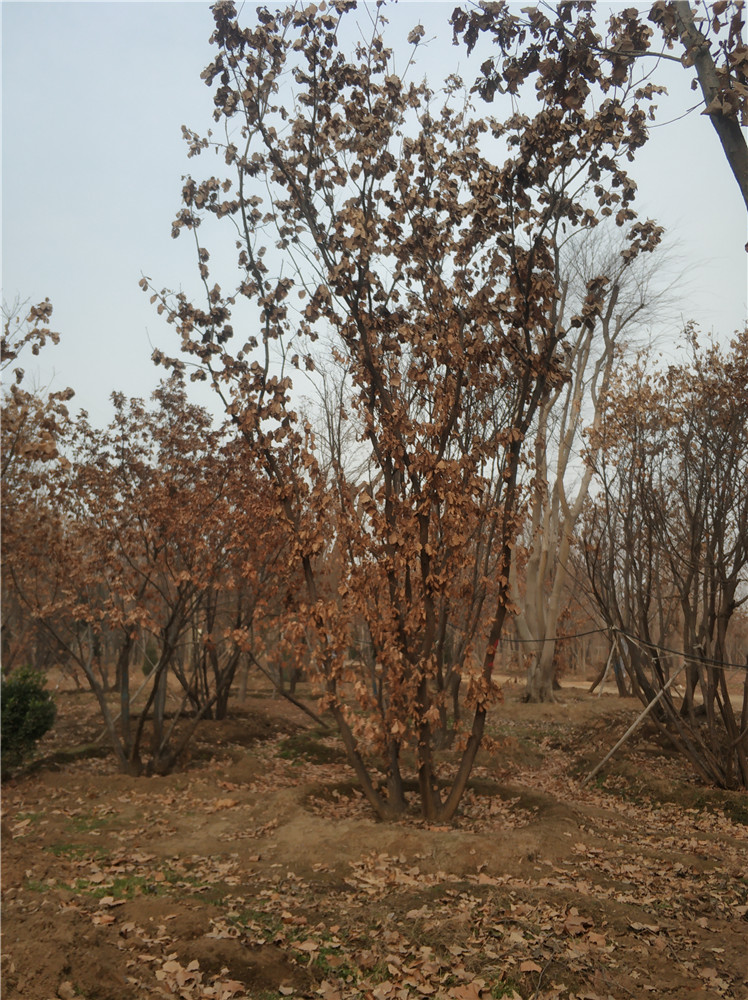 丛生蒙古栎 蒙古栎基地 蒙古栎苗 帅意苗圃专业种植