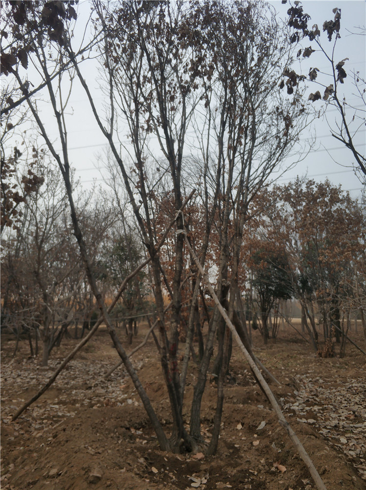 丛生蒙古栎 蒙古栎基地 蒙古栎苗 帅意苗圃专业种植