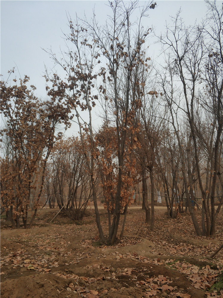 丛生蒙古栎 蒙古栎基地 蒙古栎苗 帅意苗圃专业种植