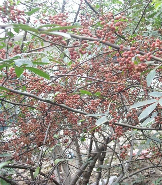 红花椒一级 红花椒报价红花椒批发  红花椒哪家好 红花椒直销 红花椒供应商 红花椒特级