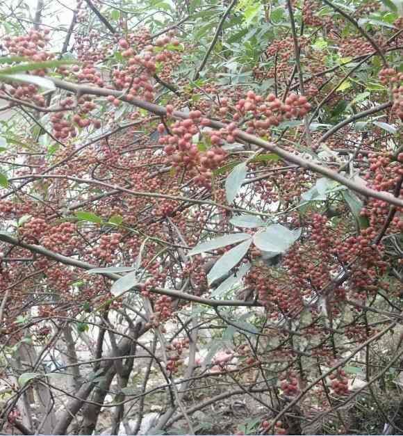 红花椒一级 红花椒报价红花椒批发  红花椒哪家好 红花椒直销 红花椒供应商 红花椒特级