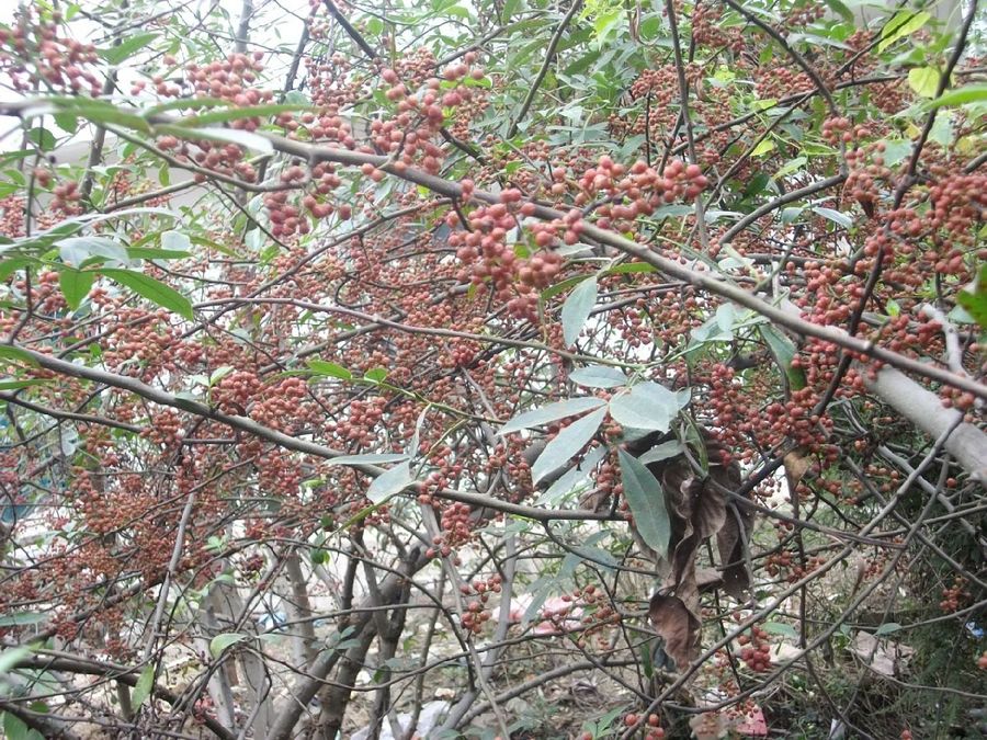 红花椒一级 红花椒报价红花椒批发  红花椒哪家好 红花椒直销 红花椒供应商 红花椒特级