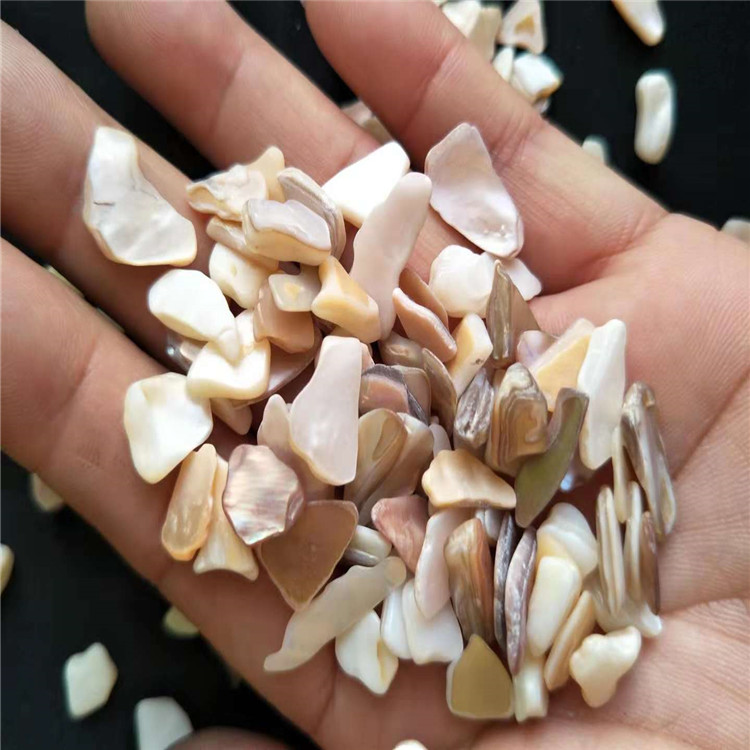 工厂特价销售贝壳 美甲专用贝壳片 天然不规则贝壳碎片图片