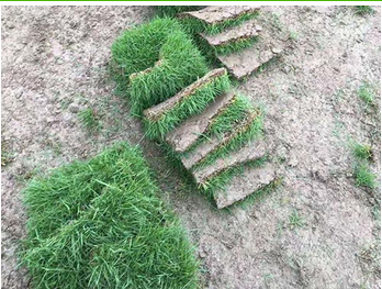 台湾青草皮湖南郴州台湾青草皮基地哪家好