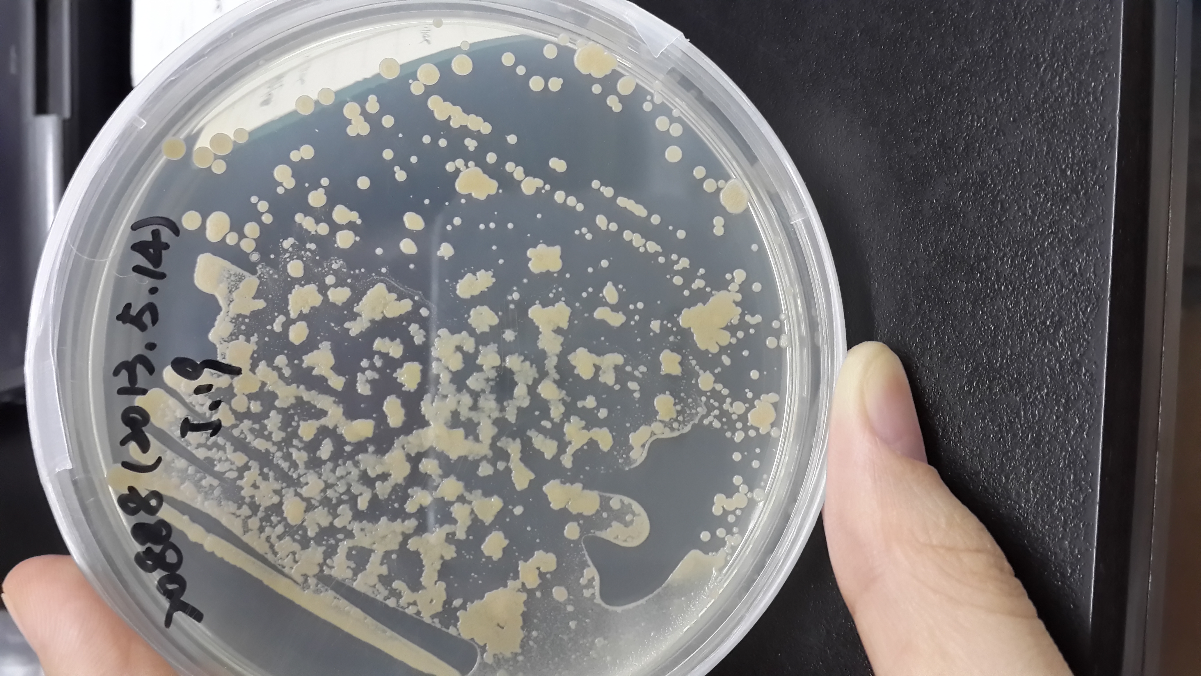 微生物菌种查询 NRRL 2234 龟裂链霉菌龟裂亚种 ATCC中文官网