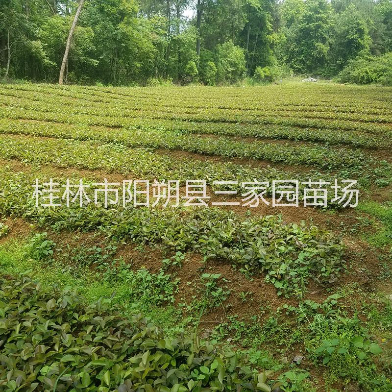 桂林油茶苗产地  油茶新品种  油茶苗基地 广西油茶苗厂家电话图片