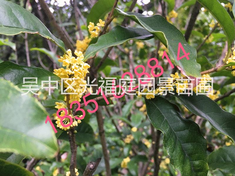 苏州别墅庭院绿化、苏州桂花树、别墅庭院景观施工、别墅果树造型树，苏州景观树木基地