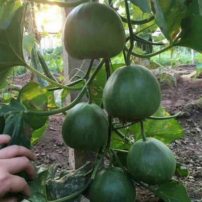 蔬菜水果种子深绿甜瓜香瓜种子源头厂家 基地采摘园种植专用粒尔田黑加伦绿皮绿肉甜瓜种子河北粒尔田种业有限公司