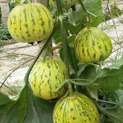 豹点花皮薄皮绿肉甜瓜香瓜种子粒尔田花蕾一号甜瓜种子基地采摘园种植大户专用种子河北粒尔田种业有限公司