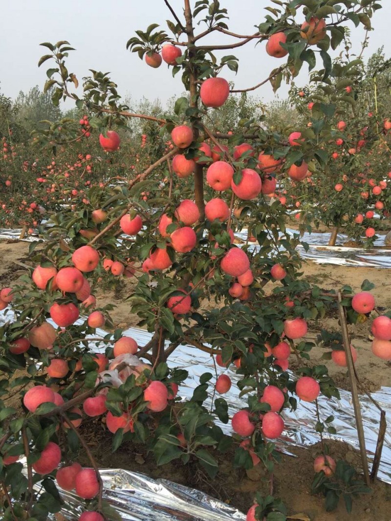 苹果苗 苹果苗种植基地 苹果苗价格